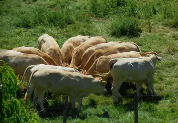 Entre décembre 2020 et décembre 2021, les effectifs de vaches allaitantes ont reculé de 105 000 têtes, à 3,64 millions (-2,8 %). En cinq ans, la baisse est de 388 000 vaches allaitantes. Seul le bassin rustique du sud du Massif central a résisté à cette érosion.