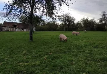 Certains éleveurs de porcs bio voient leur marge se diviser par deux.