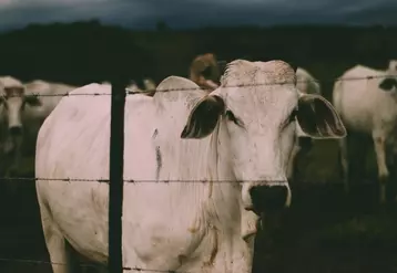 La menace du Mercosur sur les filières bovines européennes se concrétise