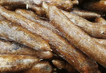 Tipiak élabore une gamme d'ingrédients 100% manioc, se prêtant au clean label.