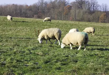 Les ovins et caprins représentent 6% de la viande produite dans l’Union européenne. © JC Gutner