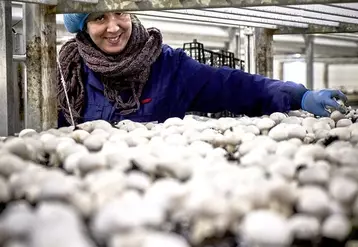 La société a réalisé l’an passé 28 millions de chiffres d'affaires avec 160 salariés dans la vente de 6 500 tonnes de champignons. © DR