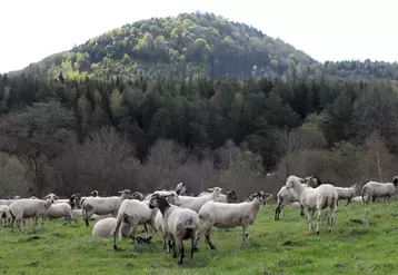 La sécheresse rend difficile la production d'agneaux élevés exclusivement à l'herbe. © Frédéric Pigot/Apap