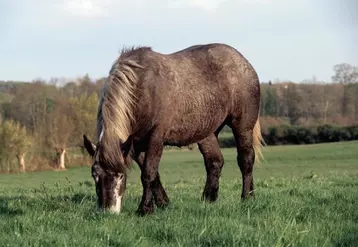 La France consomme des chevaux qu’elle produit peu, mais produit davantage d’animaux destinés à l’exportation.  © Reussir