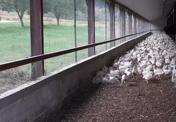 Les poulets sont issus d’une souche à croissance lente élevés dans des bâtiments équipés de lumière naturelle et d’un jardin d’hiver. © DR