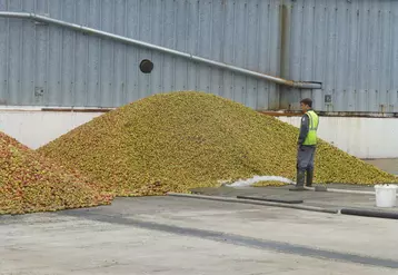 Trente-huit pomiculteurs situés en zone IGP Bretagne vont apporter entre 5 000 et 6 000 tonnes de fruits. © Th. G.