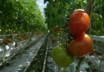 L’offre Savéol en tomate bio devrait passer à 1 000 tonnes cette année. © Franck Jourdain