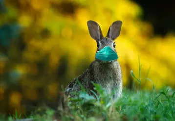 Cloches et lapins seront-ils encore confinés cette année ? © Alexandra Koch