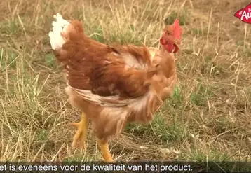 Certaines vidéos sur les Volailles fermières d'Auvergne sont sous-titrées en néerlandais pour une diffusion au Benelux.  © Syvofa sur Youtube