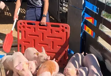 Le nouveau guide de transport de porcs vivants s'applique entre les élevages partenaires du référentiel Préférence de Herta et ses usines.
