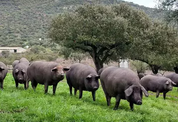 Les porcs ibériques (ici Guijuelo près de Salamanque) font partie de la minorité de porcs castrés d'Espagne.