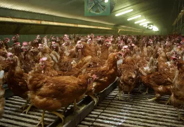 Les œufs de poules élevées au sol ou en plein air sont recherchés par les ménages et les industriels.