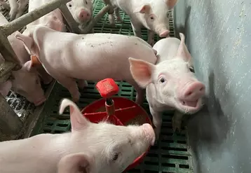 Porc : la hausse du cours s’étend au nord de l’Europe, sauf au Danemark