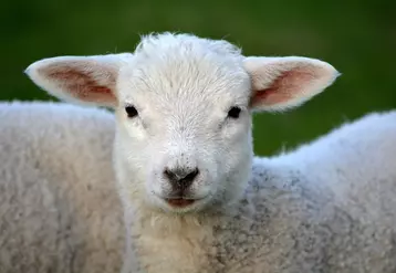 Davantage d’agneaux britanniques en 2022
