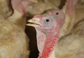 Dinde : la filière française éprouvée par la grippe aviaire
