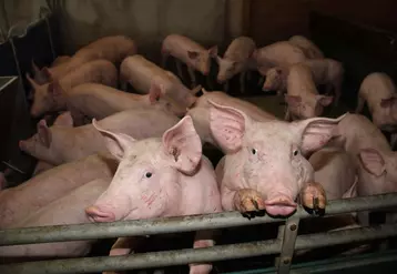 Le prix du porc monte en France, pause en Allemagne