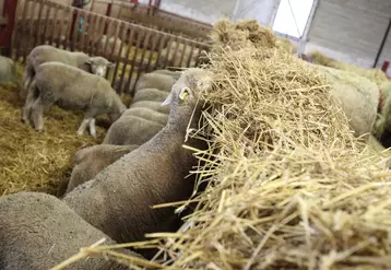 Les prix des agneaux confirment leur hausse saisonnière