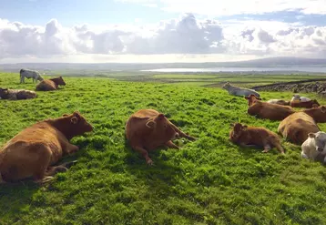 Moins de bœuf en Irlande en 2023