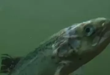 Un saumon atteint par le pou, filmé pour le rapport de CIWF.. © CIWF sur Youtube