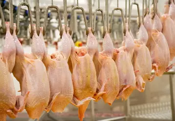 Le prix du poulet ferme sur le marché mondial, sauf au Brésil