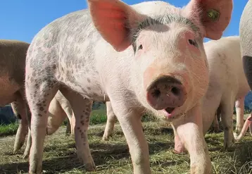 Hausse plus mesurée sur le marché du porc breton