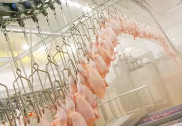 Les abattages de poulets ont peu augmenté dans l’UE en 2022