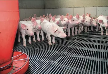Les prix du porc plombés par le marasme du marché de la viande