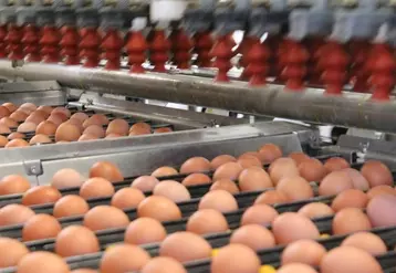 La production européenne d’œufs est attendue en baisse