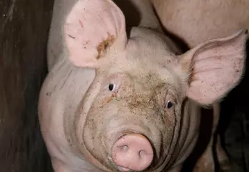 Porc : une offre toujours limitée en Europe
