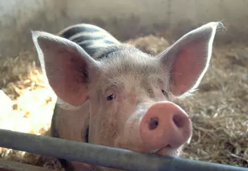 Un marché du porc qui reste inchangé