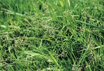 Sécheresse : moins d’herbes dans les prairies