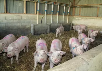 Le prix du porc français résiste à la pression
