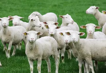 En agneau, l’été sous le signe de la fermeté des prix