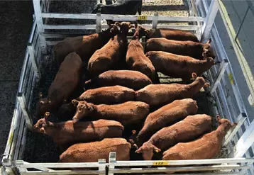 La production brésilienne de viande bovine en chute