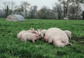 La viande de porc biologique peine à trouver des débouchés