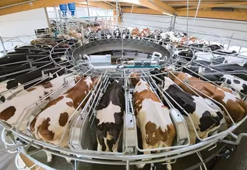 Lait de vache : une collecte française peu dynamique 