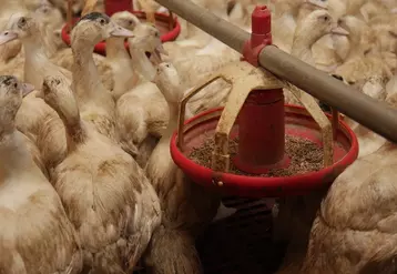 Production d'aliments : un repli plus marqué en volailles et porcs