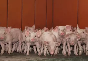 Hausse des prix du porc en France, stabilisation en Europe
