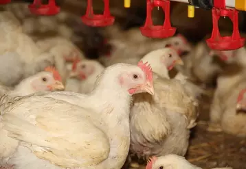 La production de poulet augmente où la PPA sévit. © Armelle Puybasset/Réussir