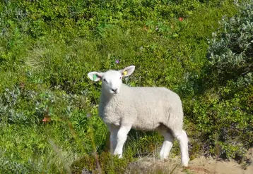 La production d’agneau rebondit en Europe