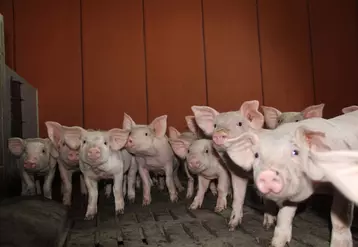 Le cours du porc baisse, une première en sept mois