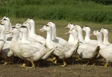 Canard gras : la grippe aviaire devrait peser sur la filière en 2022