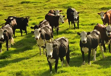 Les collectes de lait en Nouvelle-Zélande et en Australie sont attendues en repli en 2023, selon l’USDA.