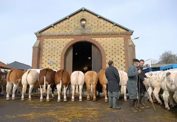 Gros bovins : les prix proches d’un plafond ?