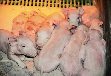 La déprime du marché du porc charcutier affecte les porcelets