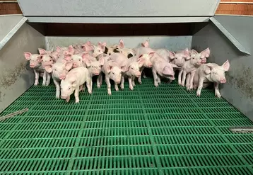 Porc : les opérateurs de l'amont soufflent un peu