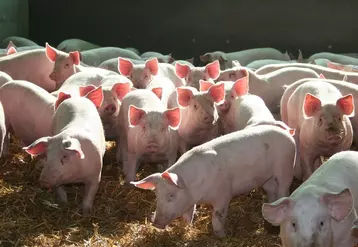 Porc : des retards d’enlèvement moins importants cette année