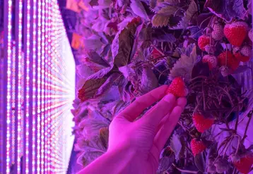 La ferme urbaine d'Agricool produira 1000 barquettes de fraises par semaine. © DR