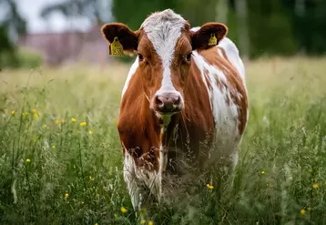 Si le pâturage n'est pas un indicateur de bien-être animal en soi, la filière laitière s'est engagée à maintenir le haut niveau français. 
