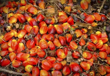Moins de 0,4 % de l’huile de palme importée par l’UE est bio.